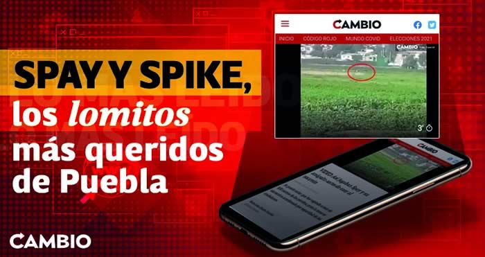 01 lomitos spay spike