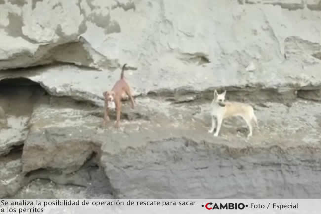 socavon rescate perritos