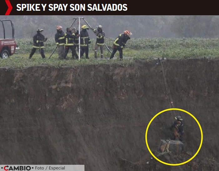 spike spay salvados