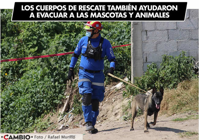 cuerpos rescate mascotas animales xochimehuacan