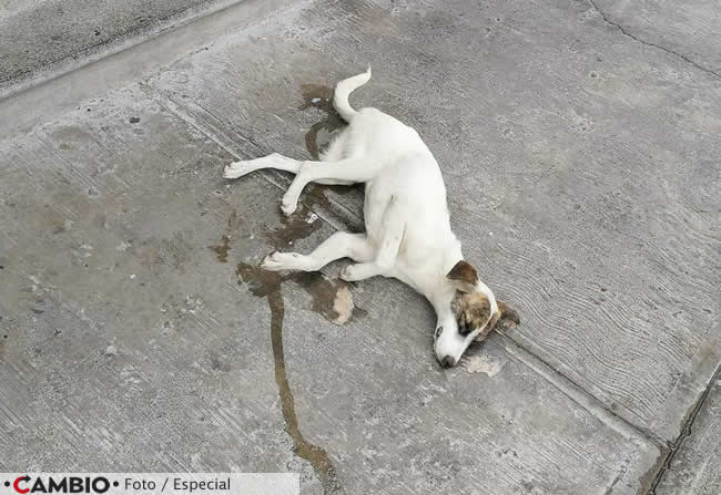 carnicero desalmado arroja manteca perrita atlixco