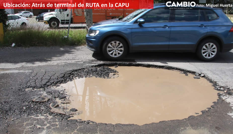 Bache RUTA capu.jpg