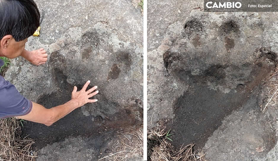 Dinosaurios en Puebla?! Encuentran presuntas huellas de la prehistoria en  Zacatlán
