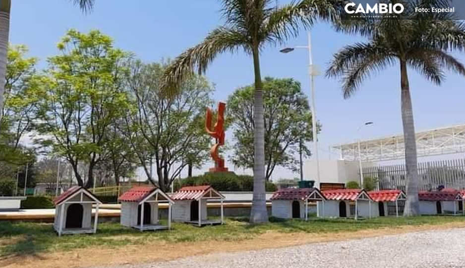 casas para perritos callejeros tehuacan1.jpg