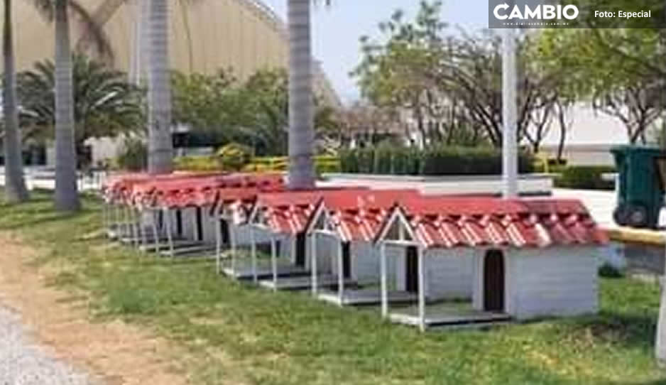 casas para perritos callejeros tehuacan2.jpg