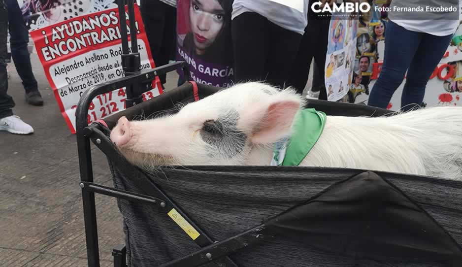 cerdito .jpg