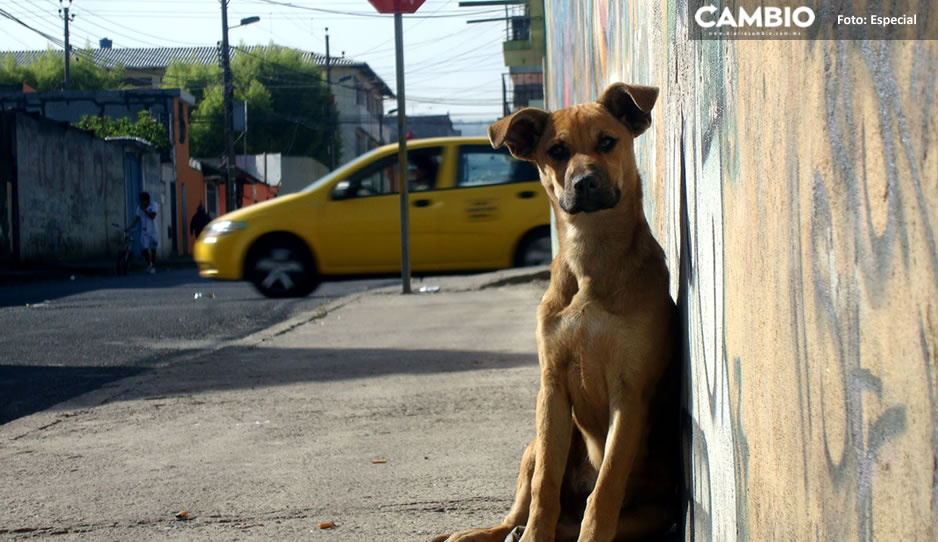 Buscan prohibir sacrificios de  perros en Puebla; dueños tendrán 30 días para &#039;rescatarlos&#039; de la perrera