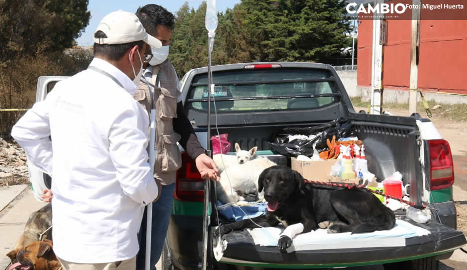 ¡Pobres animalitos! Siguen rescatando a mascotas atrapadas tras explosión en Xochimehuacan