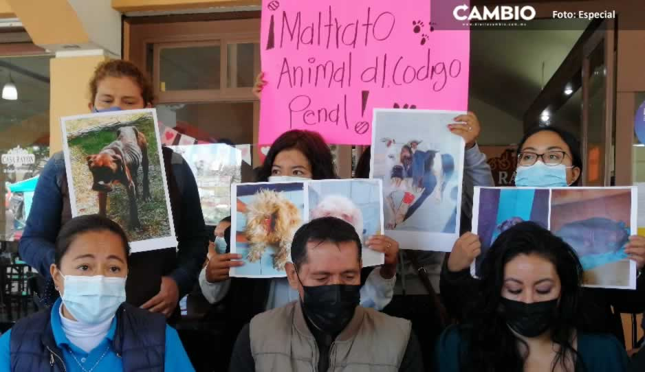 Asociaciones piden al gobierno de Tehuacán atender casos de maltrato animal
