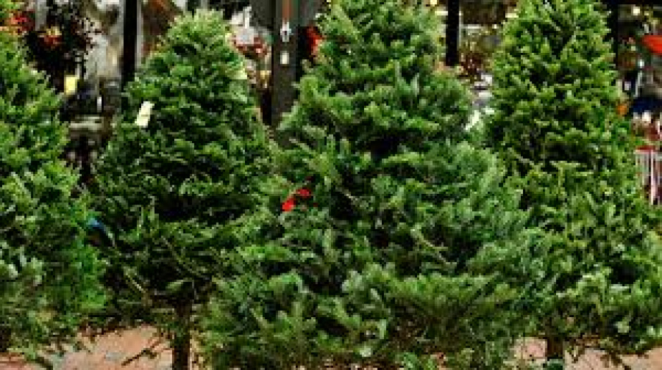 Servicio de Limpia y Africam recolecta 4 mil árboles durante campaña Verde Navidad