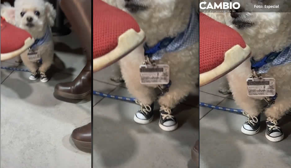 Perrito se vuelve viral por salir a pasear de Converse (VIDEO)