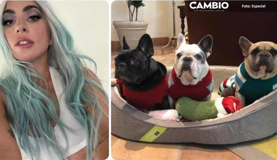 Dan 21 años de prisión a ladrón de los perros de Lady Gaga