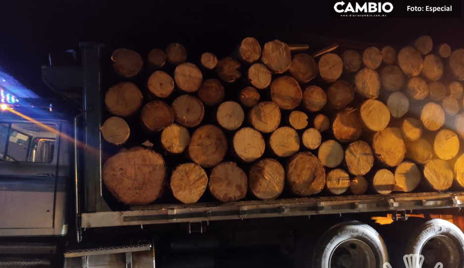 Policía Estatal detiene a 13 personas involucradas en la tala de árboles ilegal en Xochiapulco