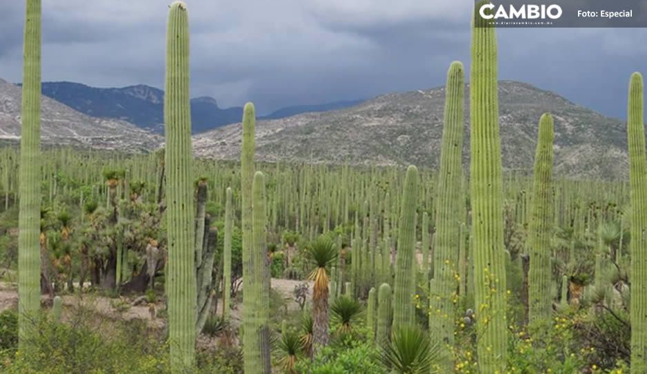 En peligro agaves de la Biosfera Tehuacán-Cuicatlán, la sobreexplotación los está acabando  