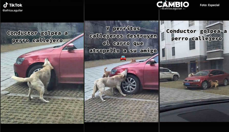 ¡Karma! Perrito pateado por conductor regresa con sus amigos a destrozarle las llantas (VIDEO)
