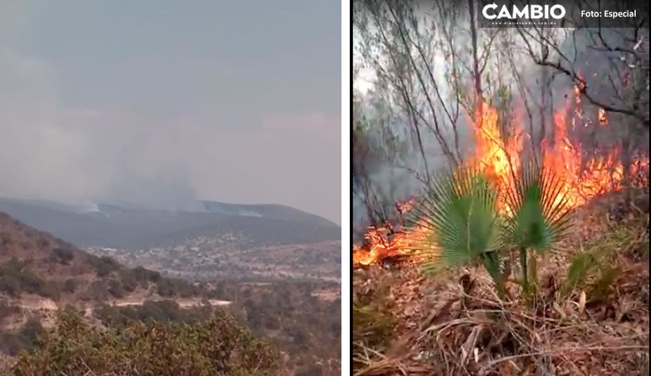 VIDEO: Fuego amenaza bosque de San Diego La Mesa; lleva cinco días y no ha sido controlado