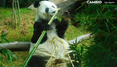 Muere Shuan Shuan, panda gigante del Zoológico de Chapultepec, a los 35 años de edad