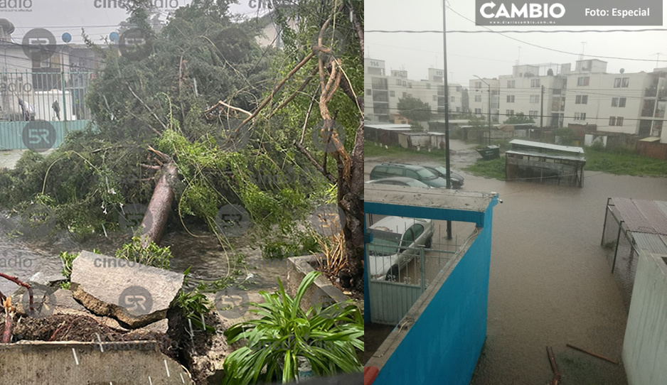 ¡Apocalipsis en Bosques de San Sebastián! Se caen árboles y se inundan las calles (FOTOS y VIDEO)