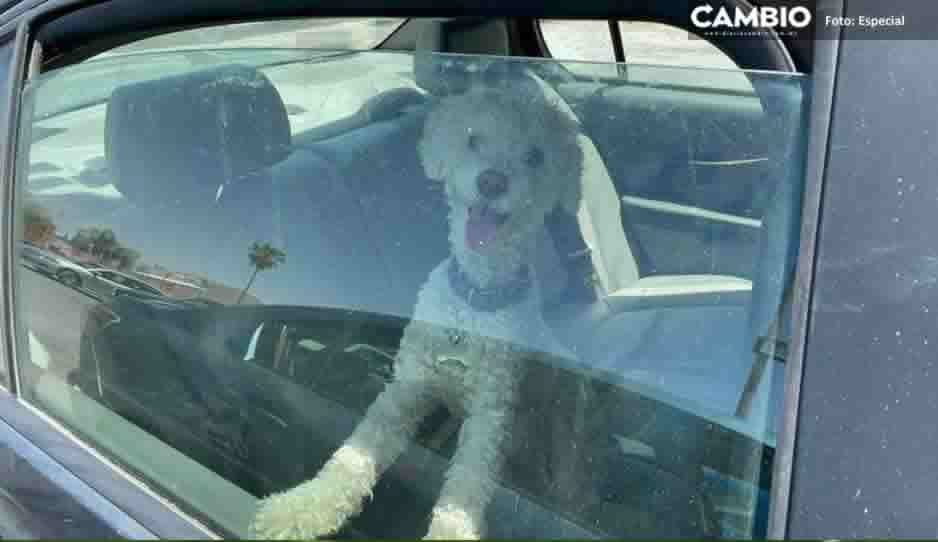 Desalmada deja a perrito encerrado en el auto a pleno rayo del sol