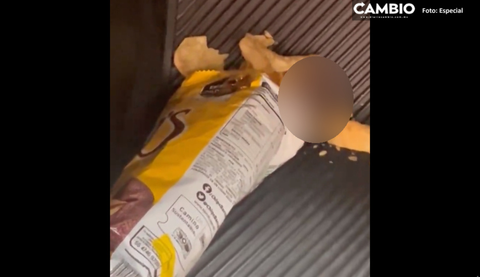 ¡Asco! Señora exhibe una rata dentro de papas Chip’s (VIDEO)