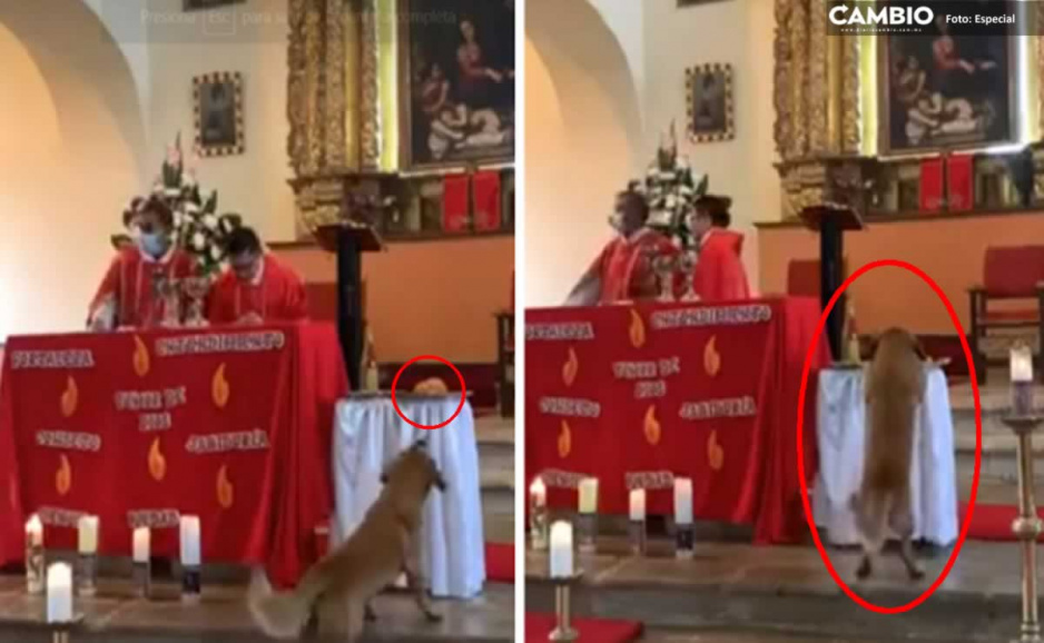 ¡Perrito pecador! Entra a iglesia y se roba un pan en plena misa (VIDEO)