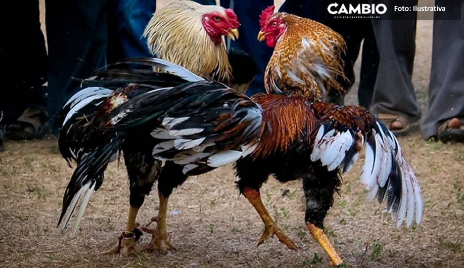 Balacera en pelea clandestina de gallos deja un muerto y dos lesionados en Chietla