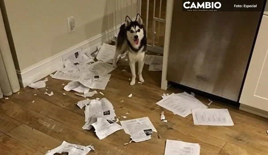 ¡Perrito travieso! Maestro enseña como su mascota se come la tarea de sus alumnos