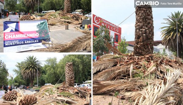 Más de 100 palmeras enfermas han sido retiradas en la capital poblana (VIDEO)