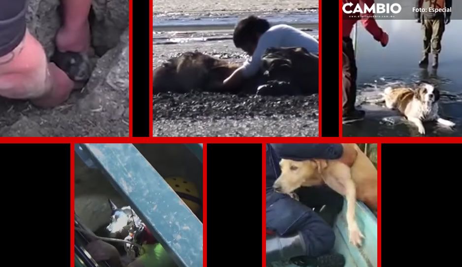 ¡Sin importar el peligro! Estos son los CINCO rescates de perritos que parecían imposibles (VIDEOS)