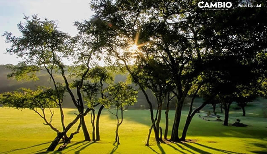 La Capital poblana se está quedando sin áreas verdes, solo hay 12% de suelo vegetal (VIDEO)