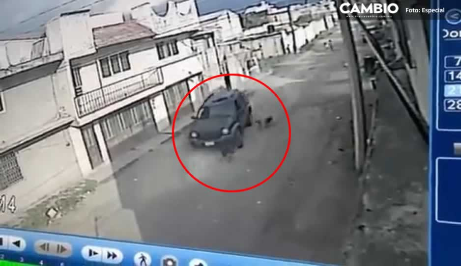 VIDEO: Conductor despiadado atropella intencionalmente a perrito en Amalucan