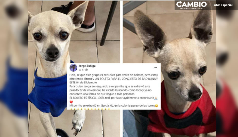 ¡El perro puede esperar! Pierde a su perrito y ofrece un boleto de Bad Bunny como recompensa