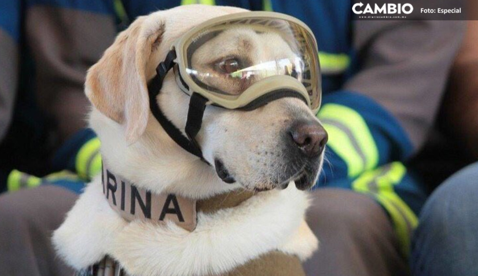 ¡Hasta siempre heroína! Muere Frida, la perrita rescatista de la Marina en 19-S