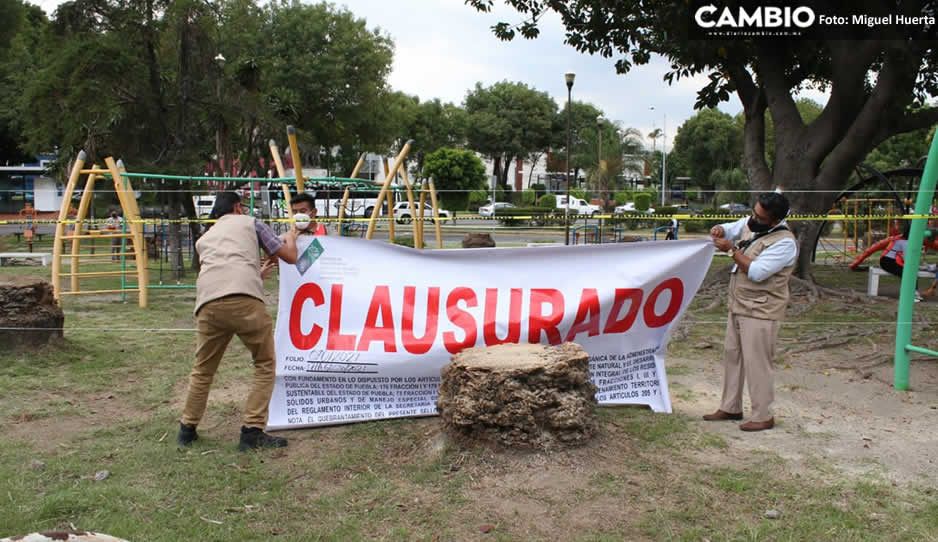 Barbosa frena ecocidio de Claudia y clausura tala de palmeras en Analco (VIDEO y FOTOS)