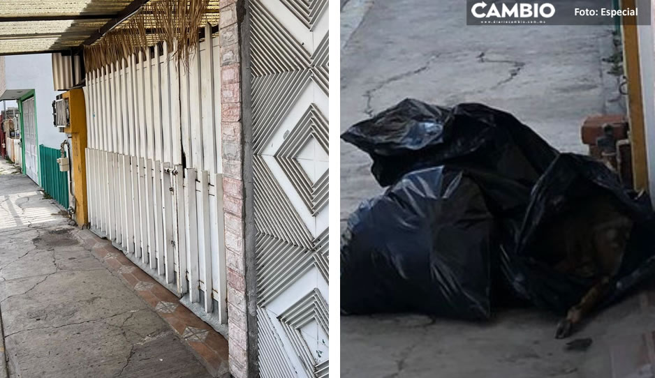 ¡De miedo! Encuentran animales muertos en calles de Villas Chautenco por ritual de santería