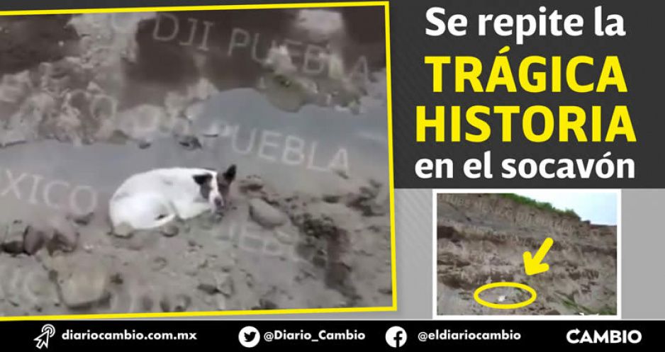 Otro lomito cae en el socavón de Zacatepec; se ve herido y enfermo (VIDEO)