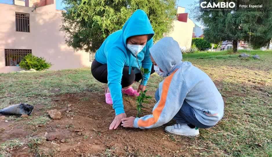 Reforestan áreas verdes de la colonia El Cerril, en Atlixco