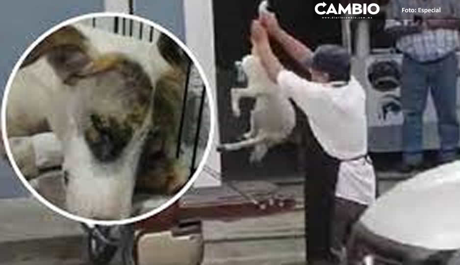 Tras 3 meses de agonía muere perrita ‘Blanquita’ herida por carnicero en Atlixco