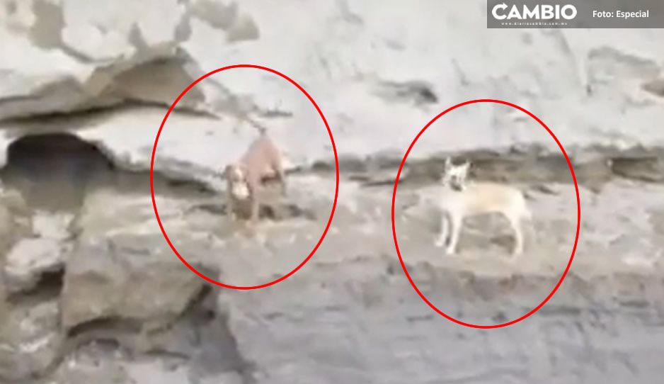 Los lomitos Spay y Spike están vivos, esperando su rescate en el socavón (VIDEO)