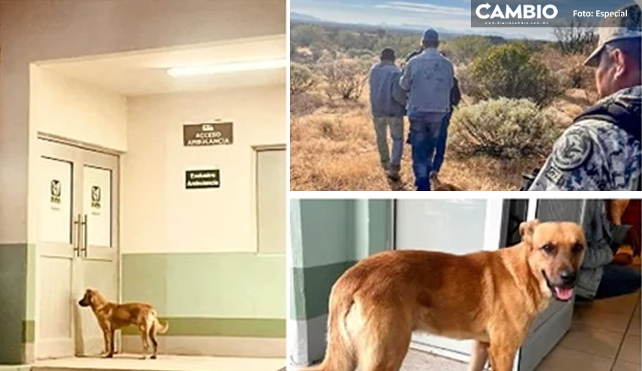 Amor incondicional; ‘El Palomo’, lomito que salvó la vida de su amo desaparecido
