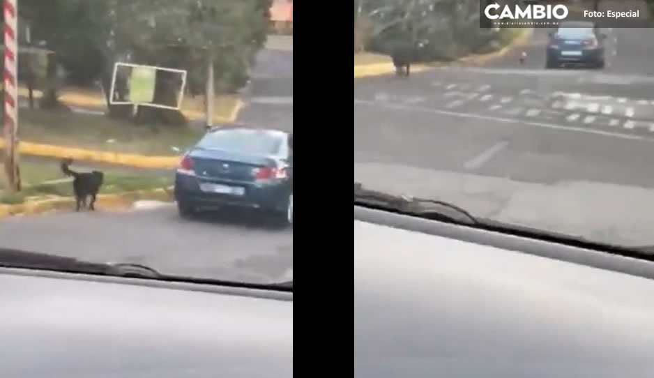 Pobres lomitos, corren desesperados tras auto que los abandonó (VIDEO)