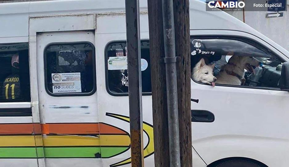 Perritos de ruta 24 eran ‘pasajeros&#039;; iban con su dueña al veterinario