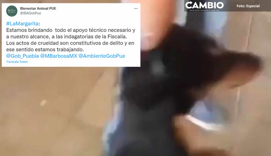 Bienestar Animal investiga maltrato a un perrito para ritual satánico en La Margarita