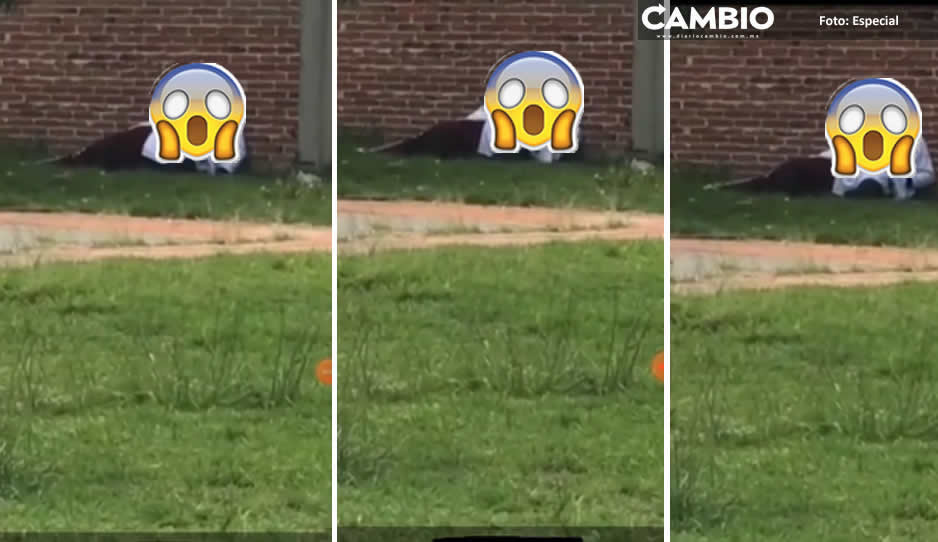 VIDEO: Estudiantes del CETIS 17 se dan amor con todo en el jardín de la escuela de Texmelucan