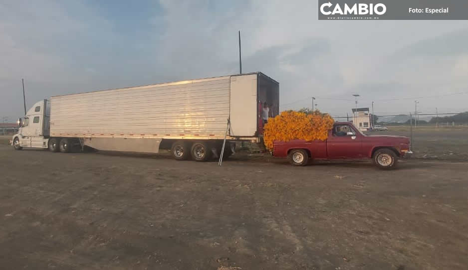 Atlixco reporta ventas de 2 millones de cempasúchil y terciopelo en Día de Muertos