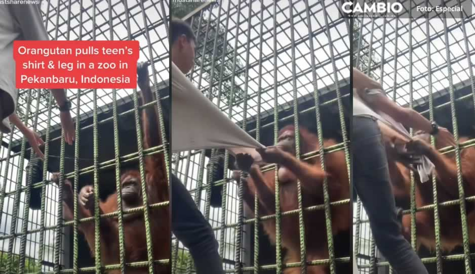 Como en Planeta de los Simios: orangután ataca a joven en el zoológico (VIDEO)