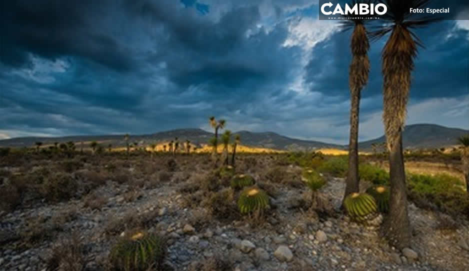 Pobladores de Zapotitlán acusan a edil de devastación en la reserva de la biosfera