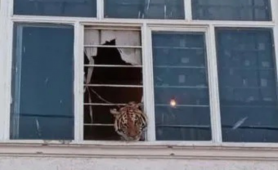 Me pareció ver a un lindo gatito: rescatan a tigre que se asomaba por la ventana en Edomex (FOTOS)