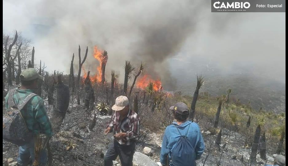 Incendio de tres días en Tlacotepec de Benito Juárez; brigadistas piden apoyo a la CONAFOR para apagarlo