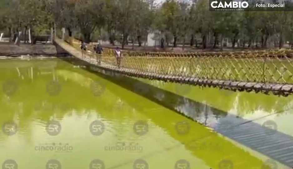 ¡Ni los patos se quieren meter! Sucio y contaminado, así luce el lago del Parque Ecológico (VIDEO)